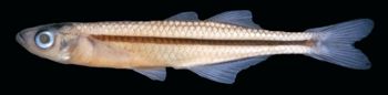 Media type: image; Ichthyology 56124